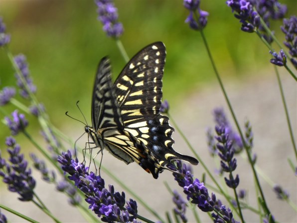 パナソニック LUMIX DMC-TZ70のクチコミ - 価格.com