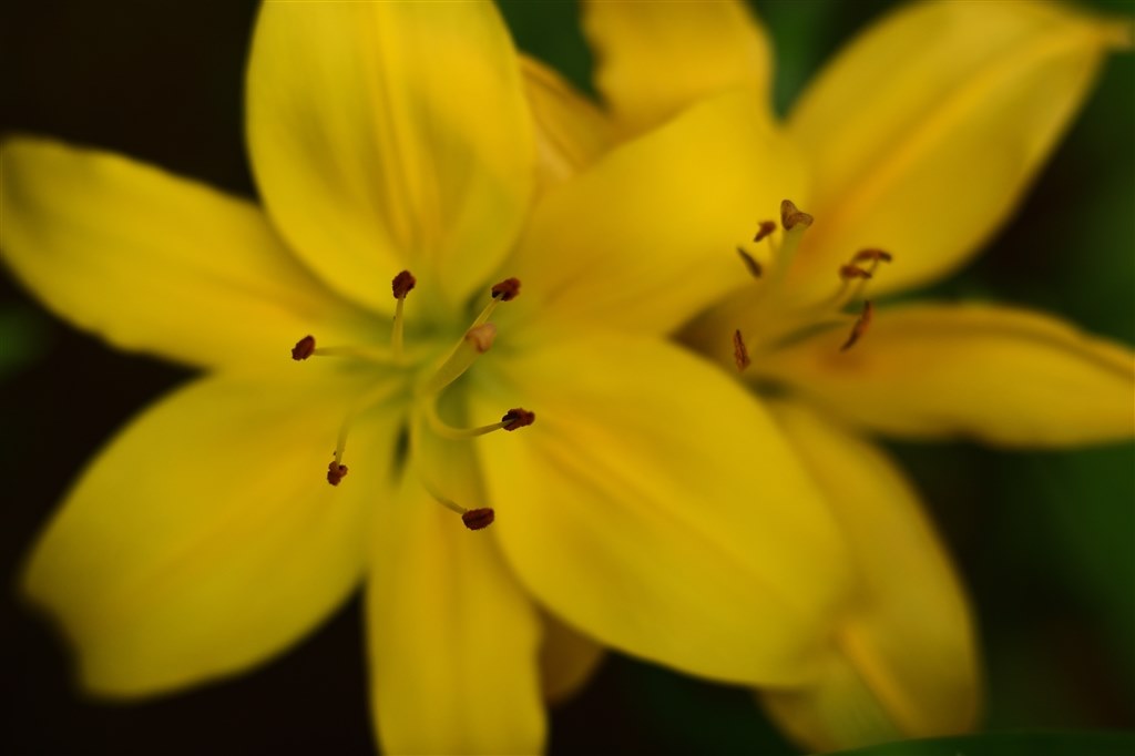 Planar100mmF2MM の作例』 京セラ Carl Zeiss Planar T* 100mm F2 (MM