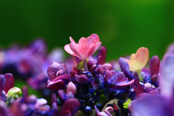 シグマ MACRO 105mm F2.8 EX DG OS HSM [キヤノン用]で撮影された写真