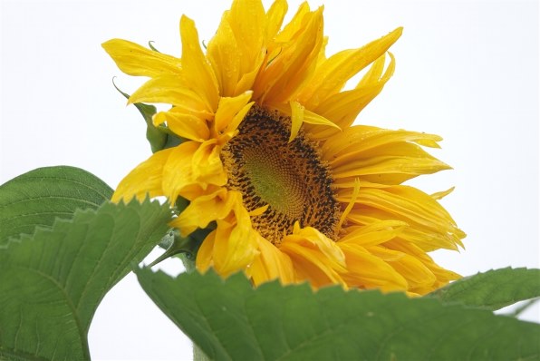 写真作例 色いろいろ Part231 梅雨から夏へ 撮りまくろう クチコミ掲示板 価格 Com