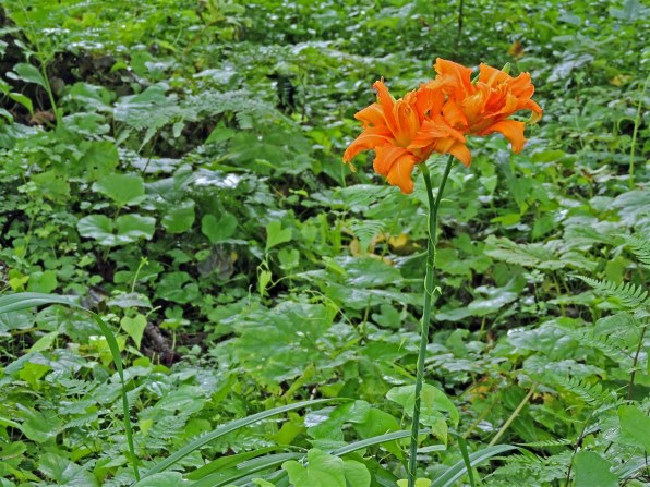 写真作例 色いろいろ Part231 梅雨から夏へ 撮りまくろう クチコミ掲示板 価格 Com