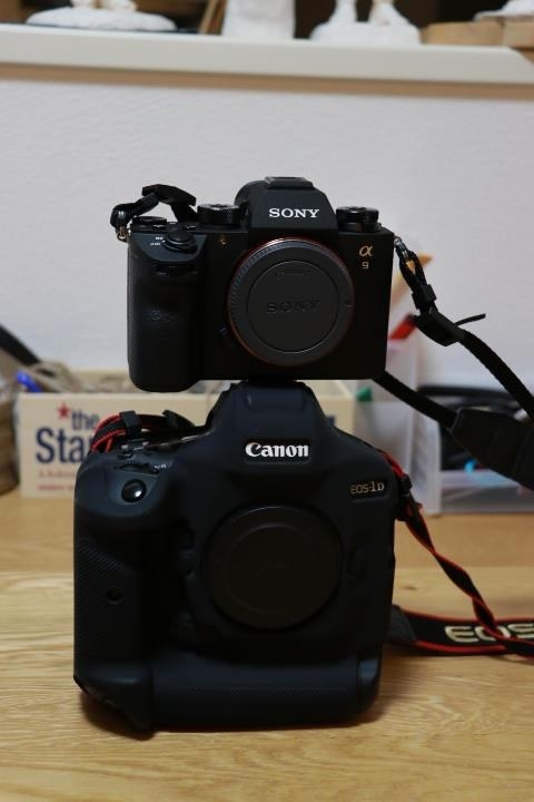 鳥の撮影 練習中』 CANON EOS-1D X Mark II ボディ のクチコミ