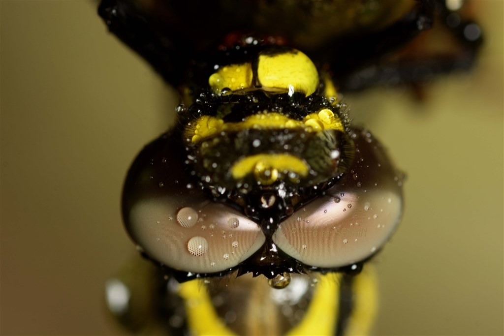 花撮影ならどっちが良いでしょうか？』 TAMRON SP AF90mm F/2.8 Di