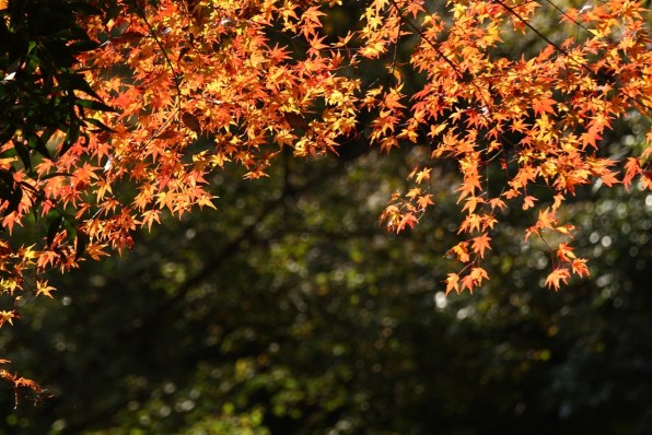 Canon EF 100-300mm F5.6 望遠ズームレンズ　運動会　紅葉　風景 EF100-300mm F5.6で奇跡の瞬間を写真に残す - 魅惑の中望遠