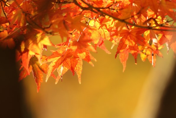Canon EF 100-300mm F5.6 望遠ズームレンズ　運動会　紅葉　風景 EF100-300mm F5.6で奇跡の瞬間を写真に残す - 魅惑の中望遠