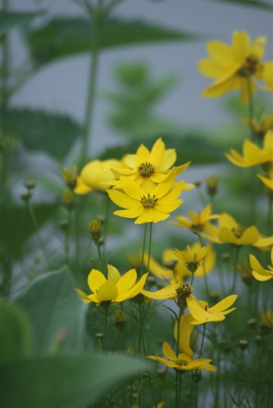 CANON EF100-300mm F5.6L投稿画像・動画 - 価格.com