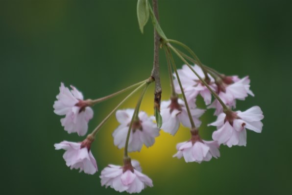 ✨柔らかい写真に✨Canon EF 100-300mm F5.6 作例有り CANON EF100-300mm F5.6Lで撮影された写真 - 価格.com