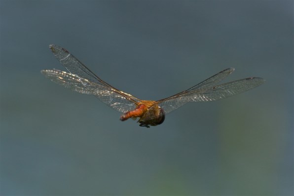小鳥とトンボの飛翔写真募集 クチコミ掲示板 価格 Com