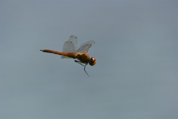 小鳥とトンボの飛翔写真募集 クチコミ掲示板 価格 Com