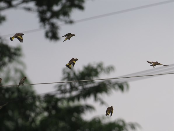 小鳥とトンボの飛翔写真募集 クチコミ掲示板 価格 Com