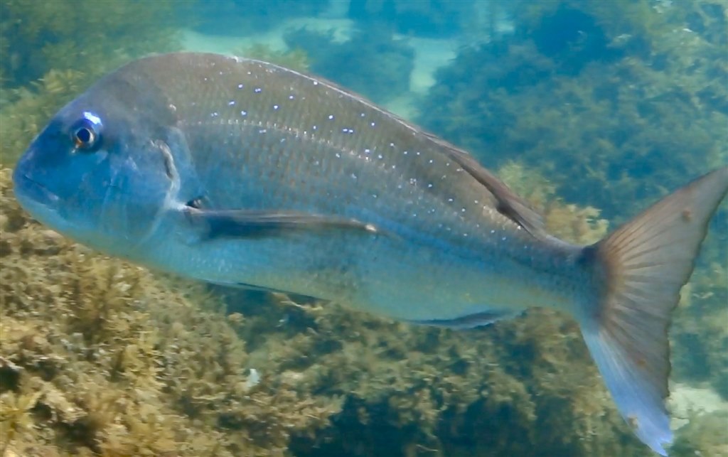 ハウジング 水中撮影について』 SONY サイバーショット DSC-RX100M3 の