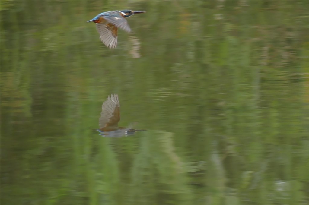 パナソニックFZ300 OLYMPUSドットサイト付き カワセミ他を、ドット