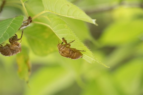 写真作例 色いろいろ Part234 残暑の中だから 貼りまくろう クチコミ掲示板 価格 Com