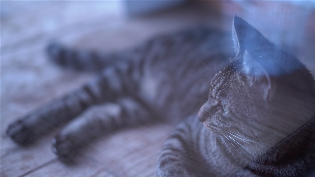 即時発送！激安早い者勝ちFE1.8 50mよくボケます！！ ブースター(021/187)(ミラー/モンスターボール) | ミラー | ドラゴン