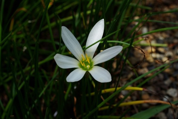 ２０１７年 ｋ１０ｄで撮った秋の写真をお見せください ペンタックス Pentax K10d ボディ のクチコミ掲示板 価格 Com