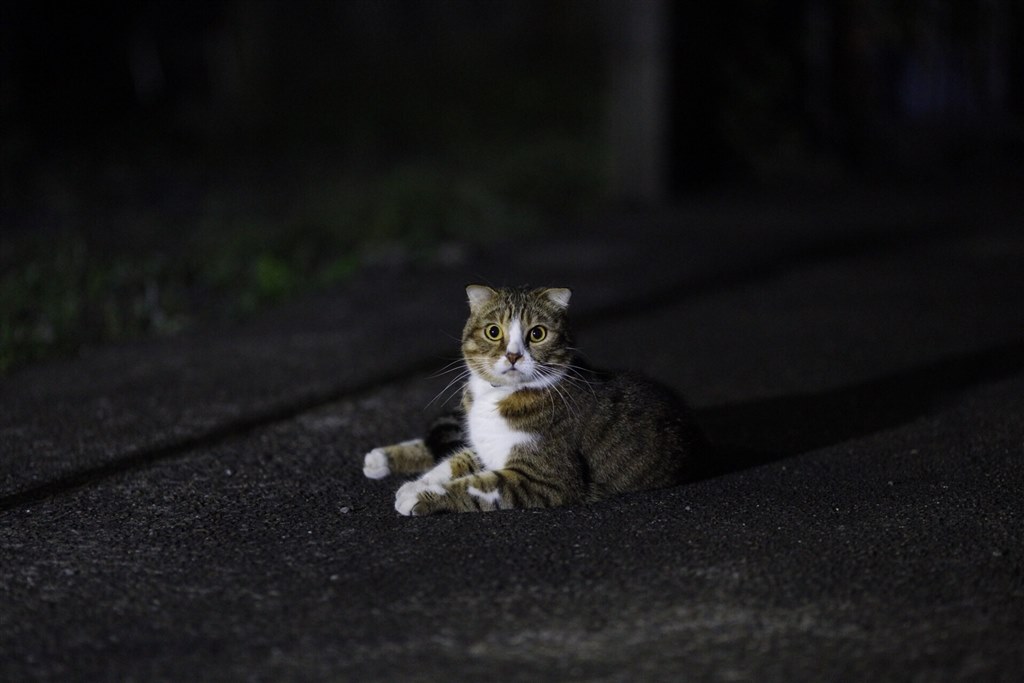 フードについて』 CANON EF135mm F2L USM のクチコミ掲示板 - 価格.com