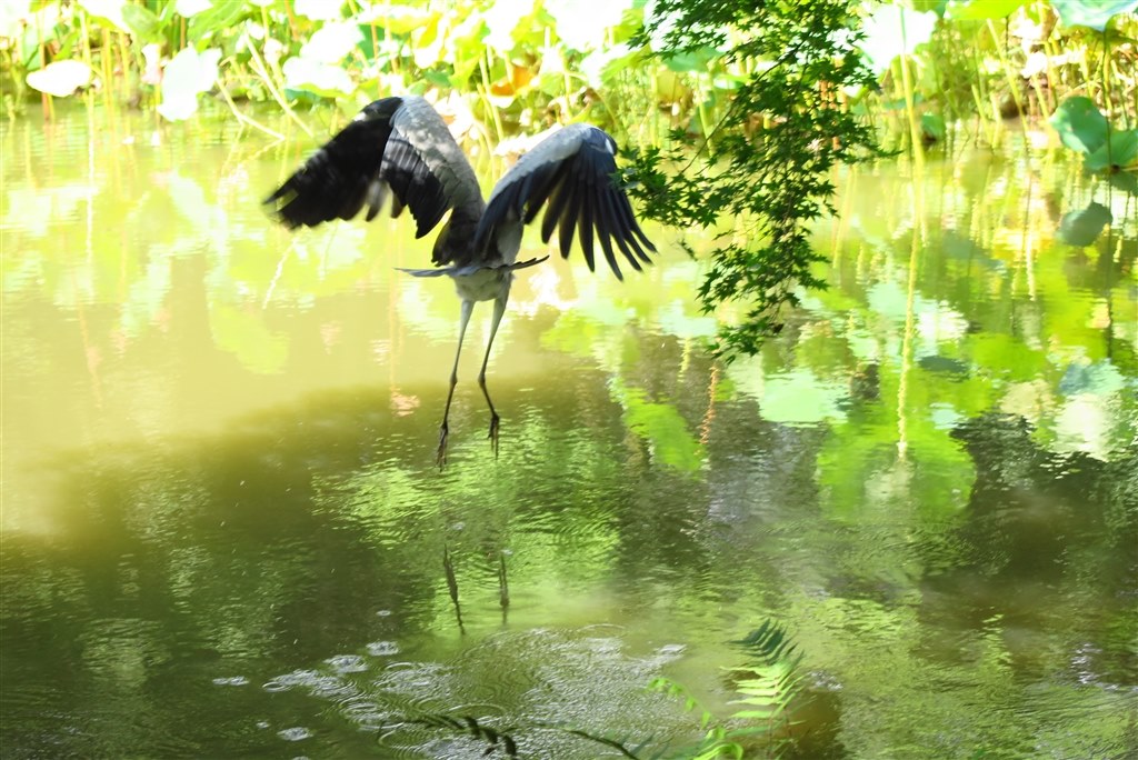 新ビューファインダーEVF-DC2とドッキングの図』 CANON PowerShot G1 X