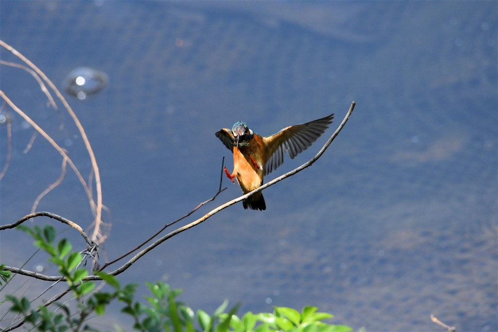 長文です]野鳥撮影初心者の超望遠ズームレンズ選びについて』 シグマ