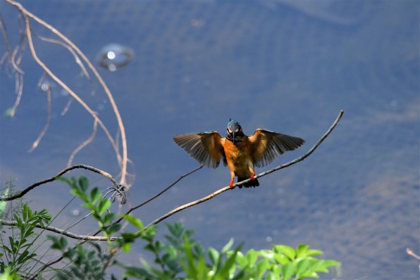 長文です]野鳥撮影初心者の超望遠ズームレンズ選びについて』 シグマ