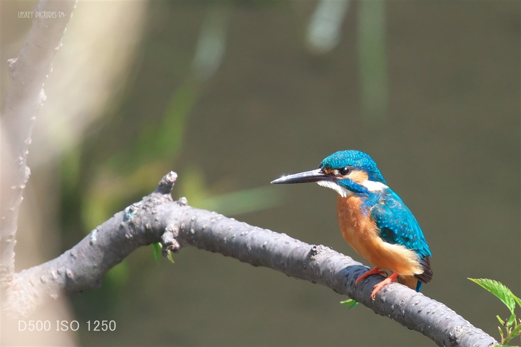 野鳥撮影に！sigma 150-600mm F5-6.3 Sports EF hqdefault.jpg