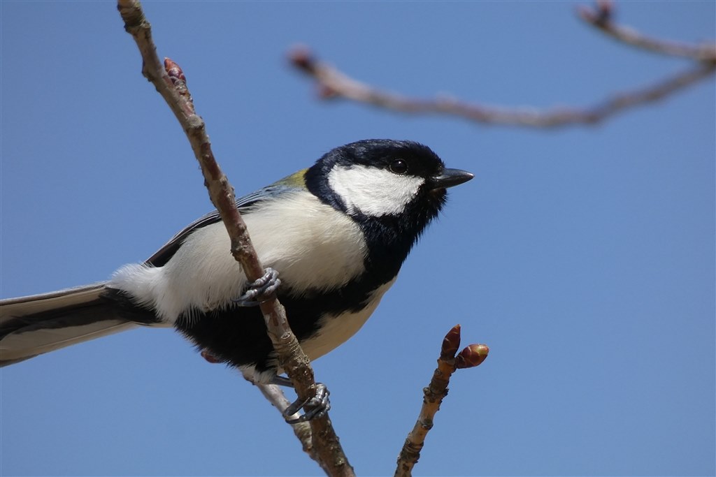 パノラマヘッド CR-30C、パノラミックな写真が撮れる付属品！ 撮影用オプションパーツの通販 | ビクセン オンラインストア