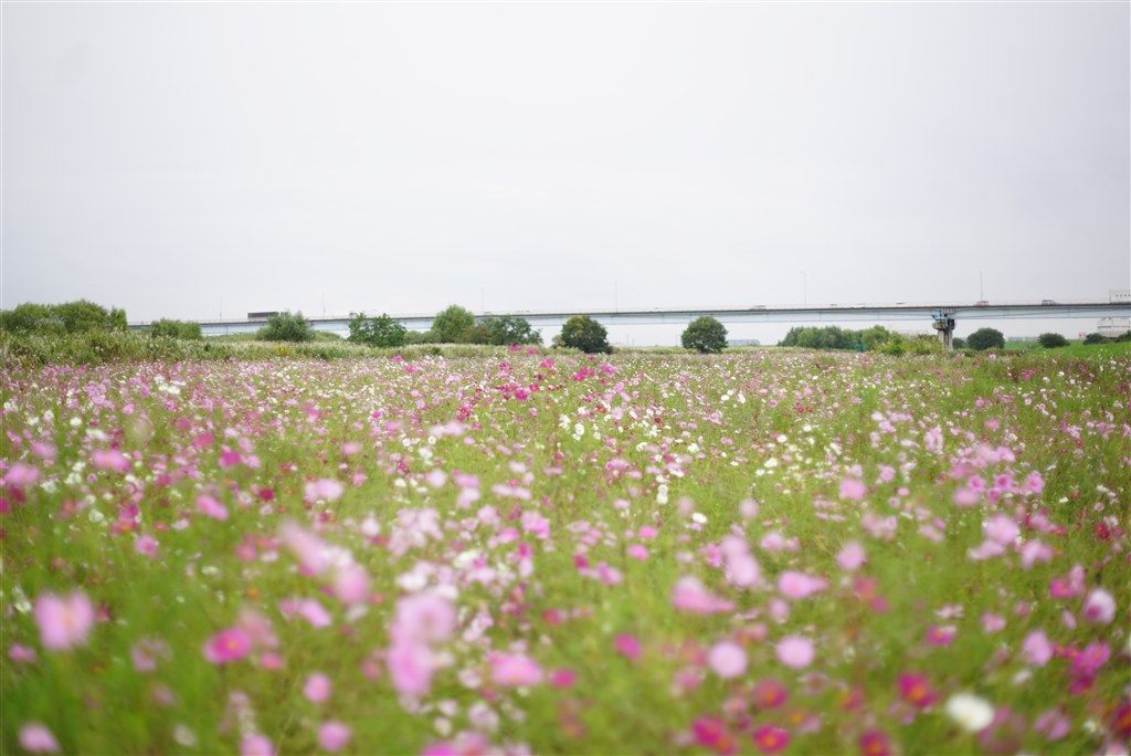 江戸川松戸フラワーラインのコスモス』 SONY α99 II ILCA-99M2