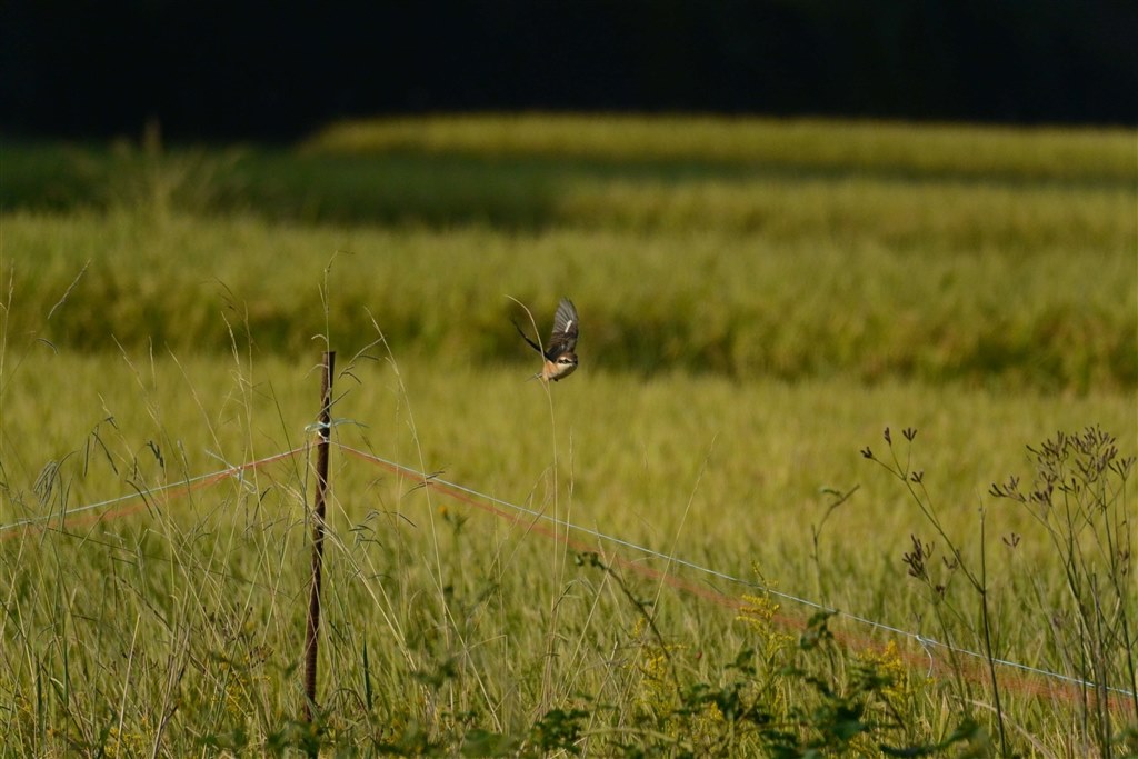 買って良かったです！』 ニコン Nikon 1 V2 ボディ のクチコミ掲示板