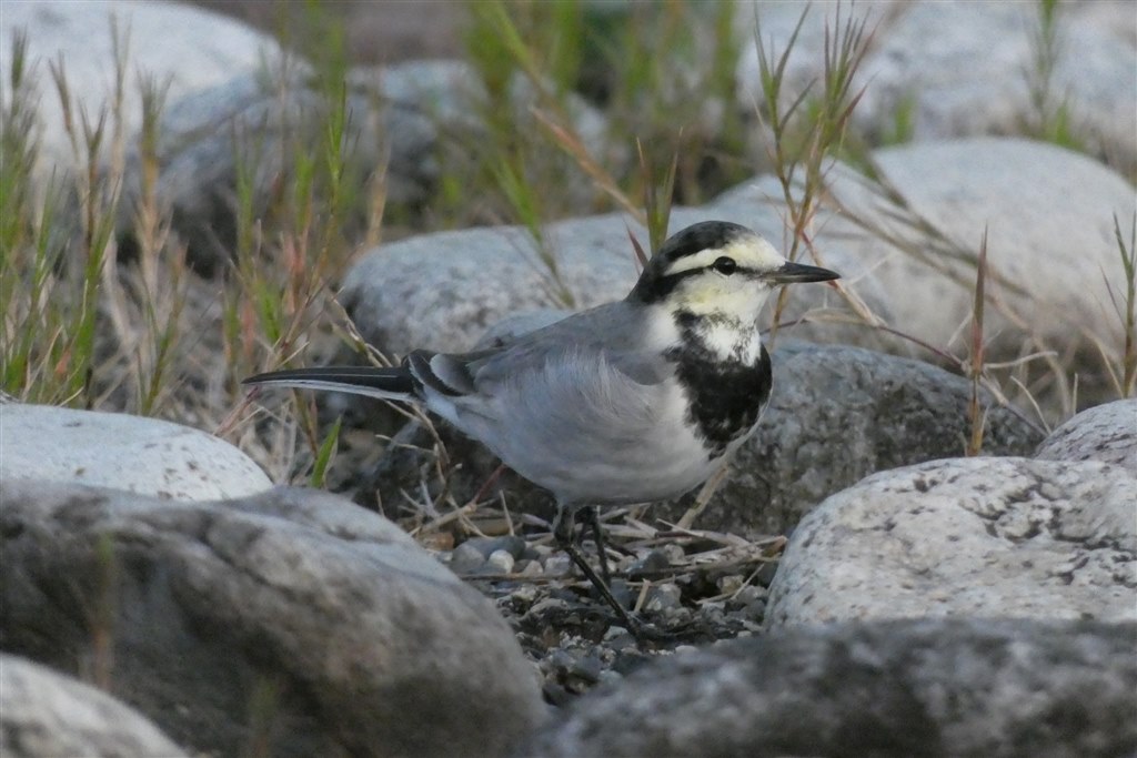 Panasonic/パナソニック LUMIX DC-FZ85 4KPHOTO デジタルカメラ LUMIX DC-FZ85 発売 | 個人向け商品 | 製品・サービス