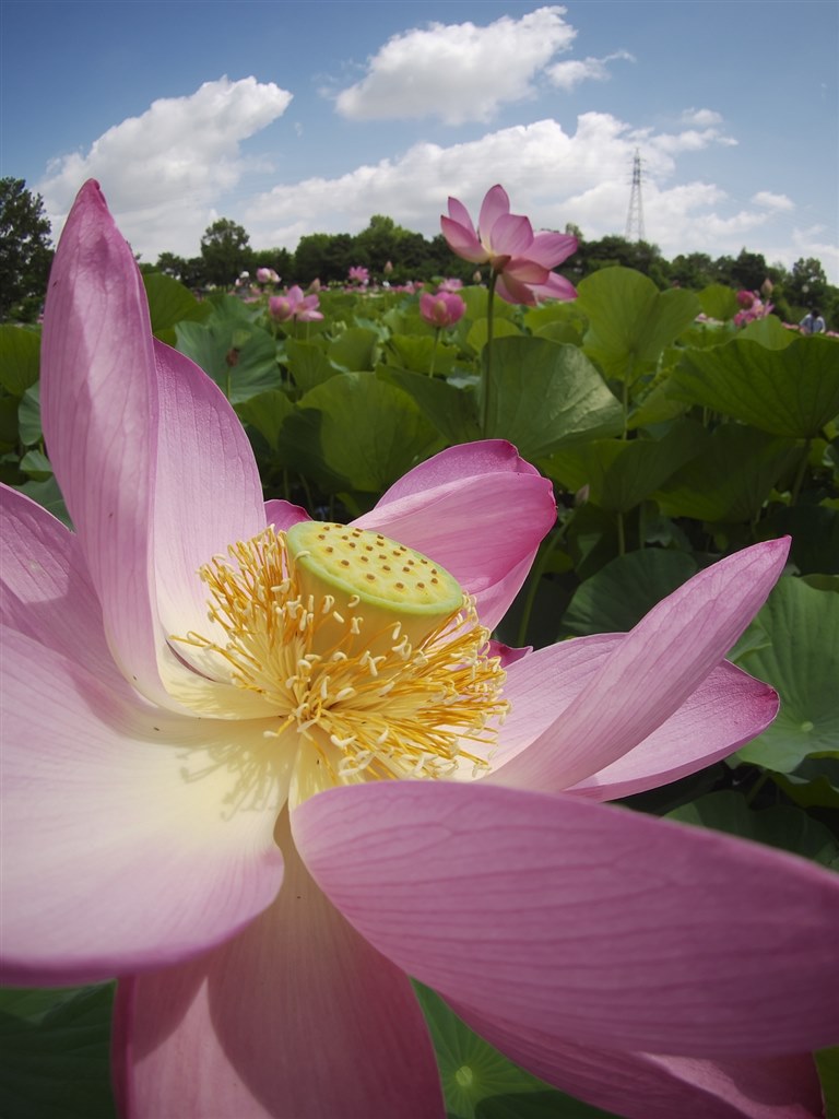 パンケーキレンズについて』 オリンパス OLYMPUS OM-D E-M5 レンズ