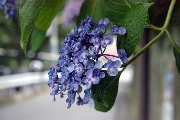 ペンタックス PENTAX K100D Super ボディで撮影された写真 - 価格.com