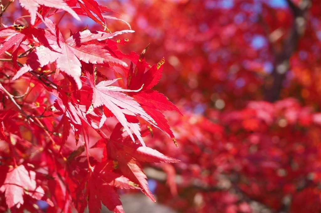 紅葉 金沢の紅葉穴場！太陽が丘メタセコイア並木で楽しむ秋の絶景と