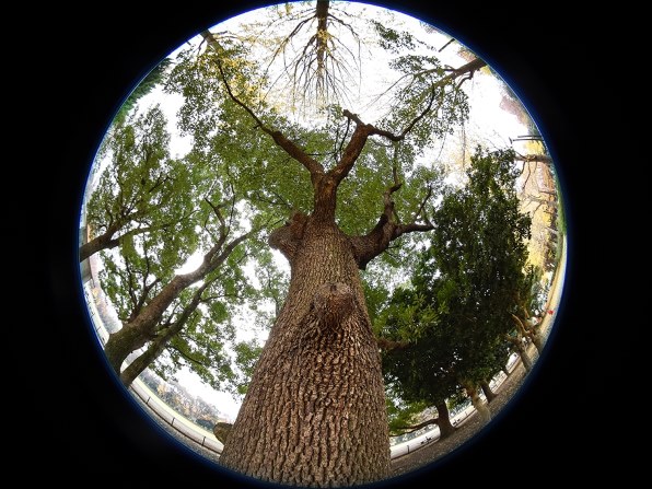 シグマ 4 5mm F2 8 Ex Dc Circular Fisheye Hsm ﾆｺﾝ用 投稿画像 動画 価格 Com