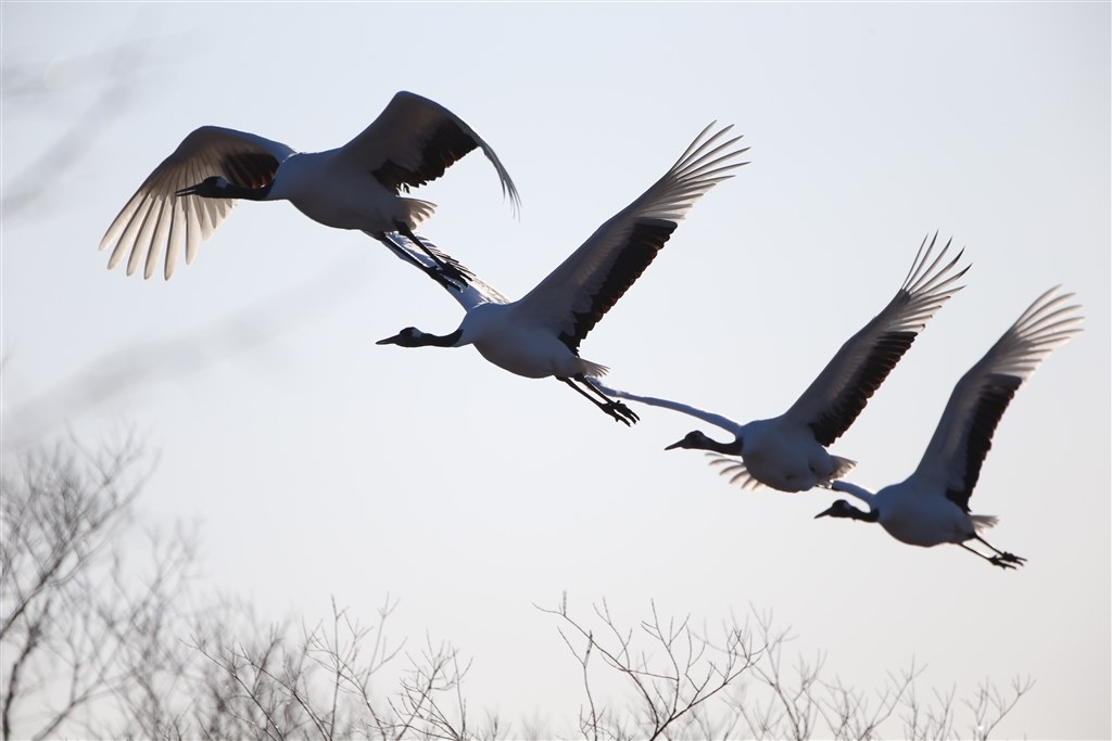 野鳥の飛翔撮影について？』 ニコン D7200 ボディ のクチコミ掲示板