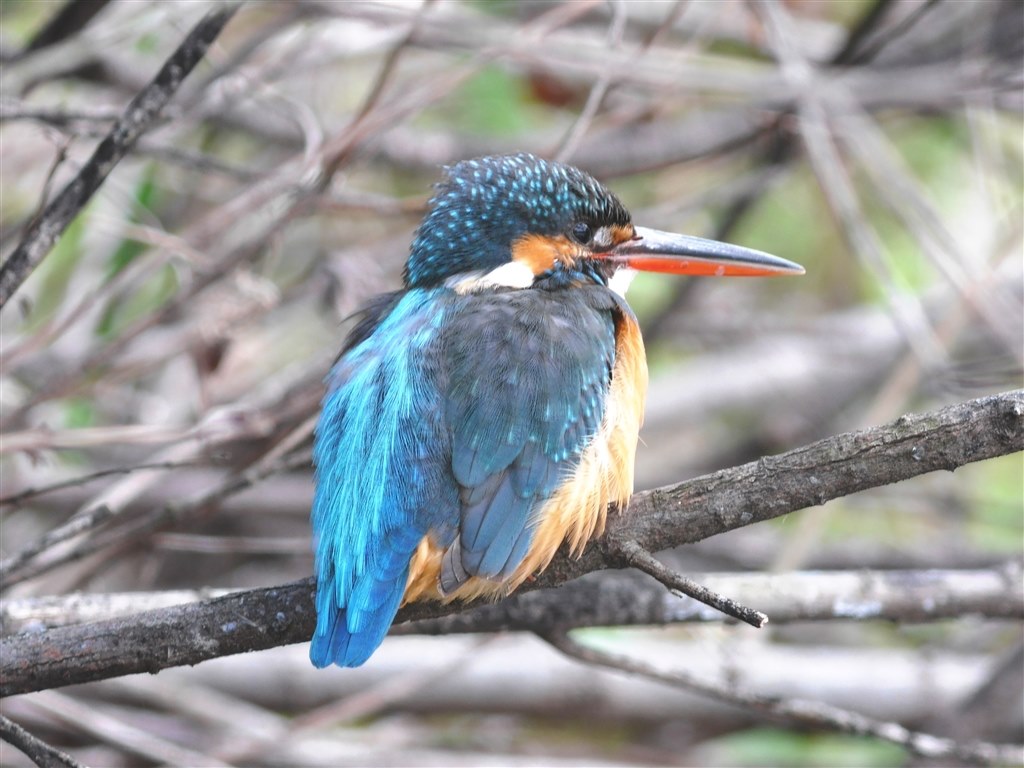 望遠レンズの選択とテレコンについて』 パナソニック LUMIX G VARIO