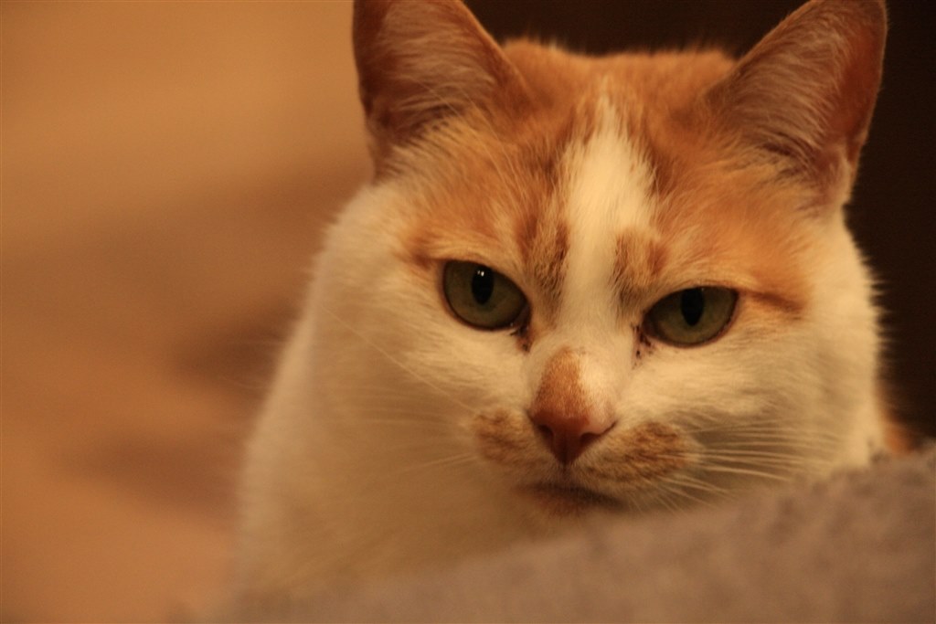 作例あり CanonEOS40D キャノン Canon EOS 40D【作例あり】 EOS 40Dで撮影された写真
