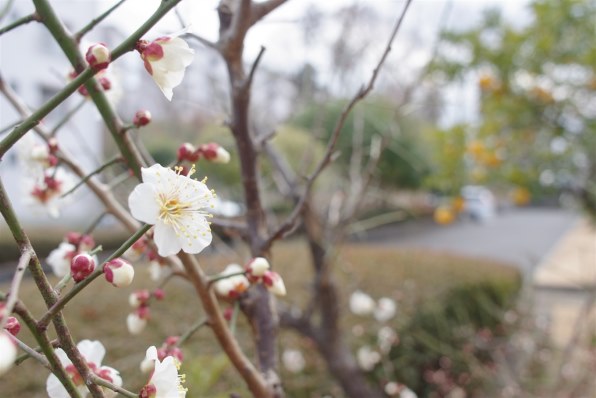 ペンタックス PENTAX K-m ボディ投稿画像・動画 - 価格.com