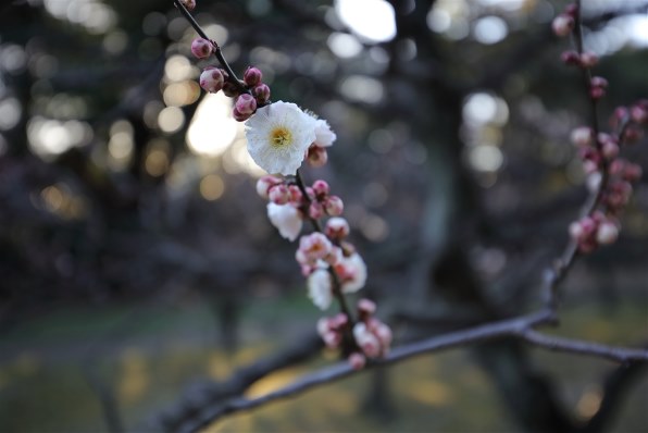 袋帯 辻ヶ花 グラデーション 金糸 椿 着物 102a d 欲しけれ
