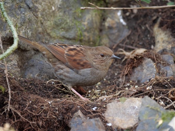 G9 100 400mmで野鳥撮り パナソニック Leica Dg Vario Elmar 100 400mm F4 0 6 3 Asph Power O I S H Rs のクチコミ掲示板 価格 Com