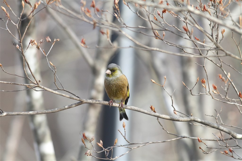 このレンズどうなんでしょうかねぇ』 CANON EF500mm F4.5L USM の