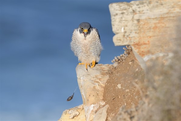 木彫りの鳥 ハヤブサ 襲撃 www.dismotospm.com