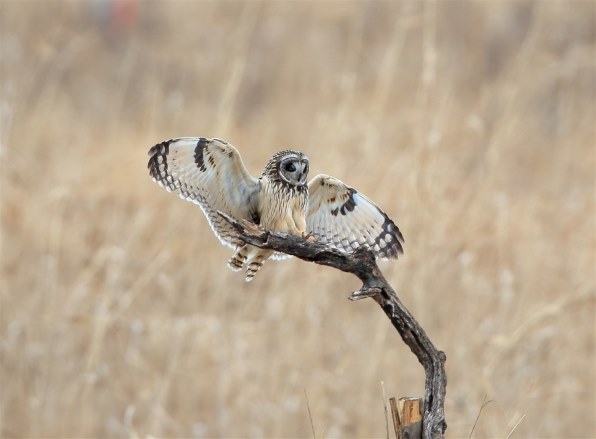 ビン様専用 木彫りの鳥 ハヤブサ 襲撃-