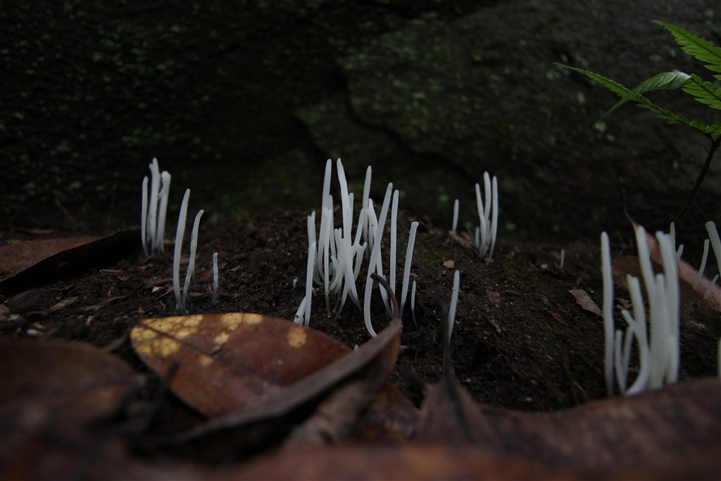 超広角に興味がでてきて…』 CANON EF-S10-18mm F4.5-5.6 IS STM の