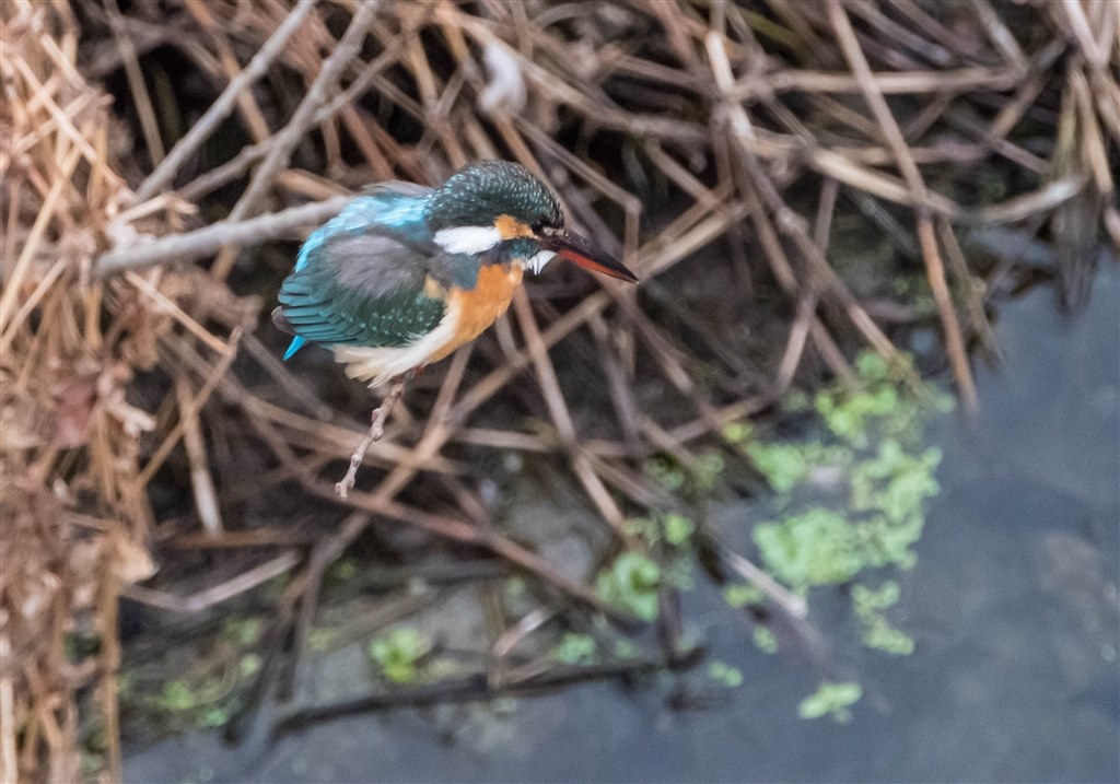 野鳥撮影はiso30以下で使うのが良いでしょうか 富士フイルム フジノンレンズ Xf100 400mmf4 5 5 6 R Lm Ois Wr のクチコミ掲示板 価格 Com