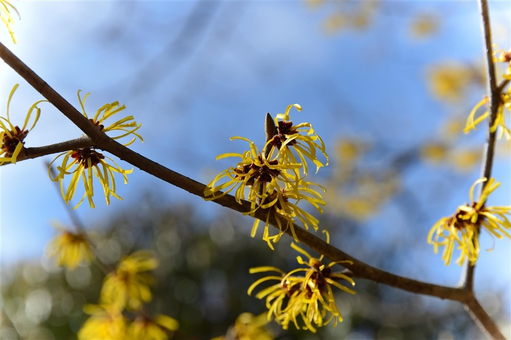 春の香り シグマ 24 105mm F4 Dg Os Hsm ニコン用 のクチコミ掲示板 価格 Com