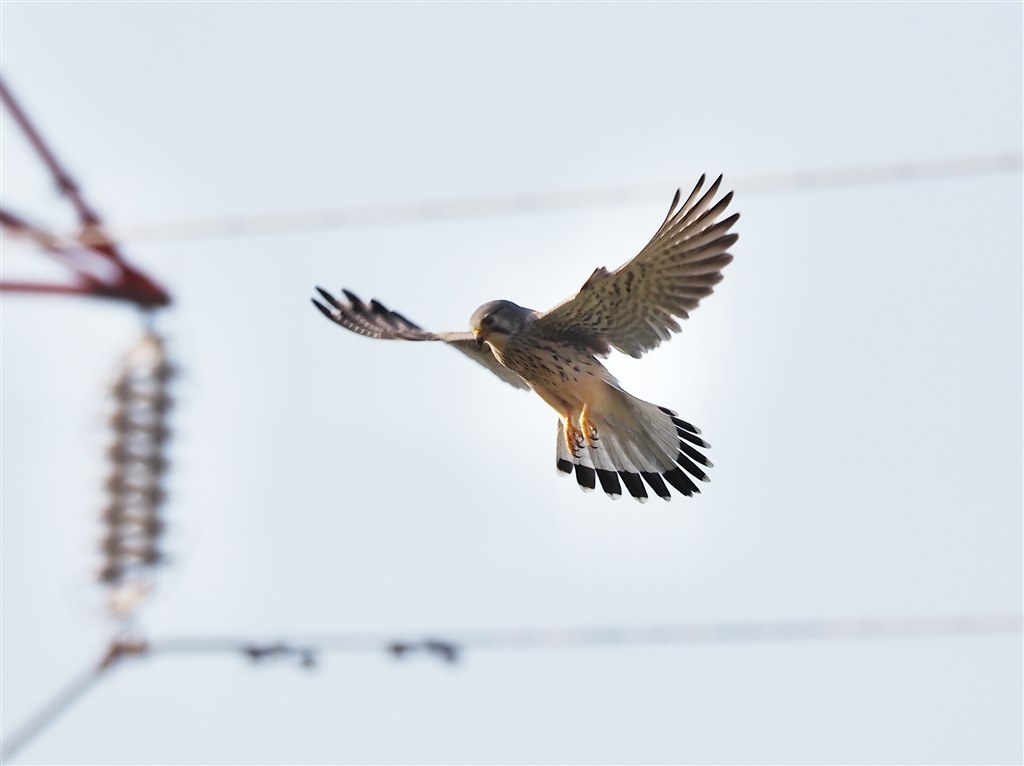 野鳥撮り初心者で迷ってます』 オリンパス OM-D E-M1 Mark II ボディ