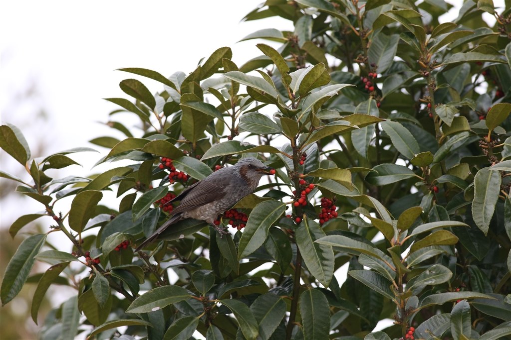 野鳥撮影のために購入を検討しています。』 CANON EOS 7D Mark II ボディ のクチコミ掲示板 - 価格.com