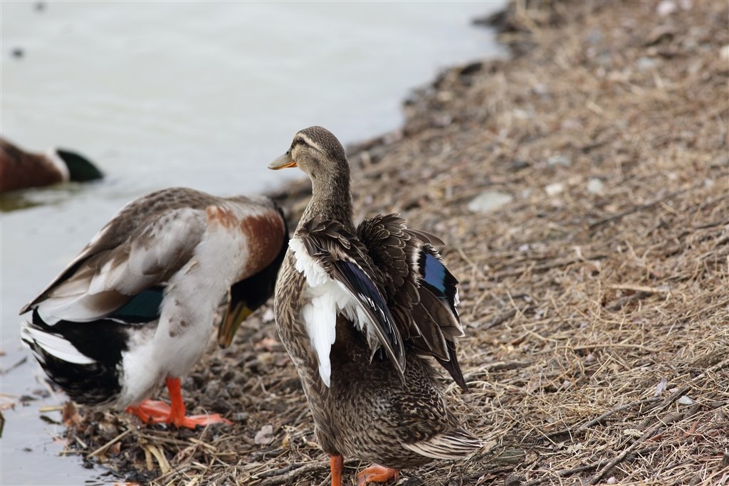 野鳥撮影のために購入を検討しています。』 CANON EOS 7D Mark II