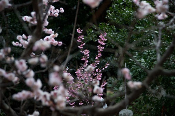 美品Nikon AF Nikkor 24-85mm F2.8作例有り Ai AF ZoomNikkor 24-85mm f/2.8-4D IF レビュー