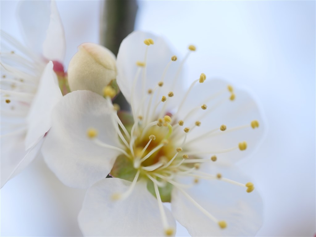 LEICA 45mm F2.8の名誉』 パナソニック LEICA DG MACRO-ELMARIT LEICA 45mm F2.8の名誉』 パナソニック LEICA DG MACRO-ELMARIT