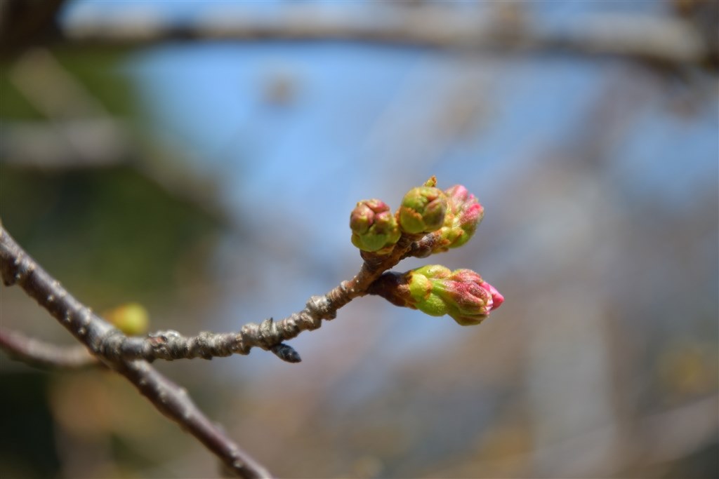 開花予想 桜のつぼみ ニコン D500 ボディ のクチコミ掲示板 価格 Com